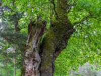 Eichenstamm mit totem Seitenarm - Langensendelbach